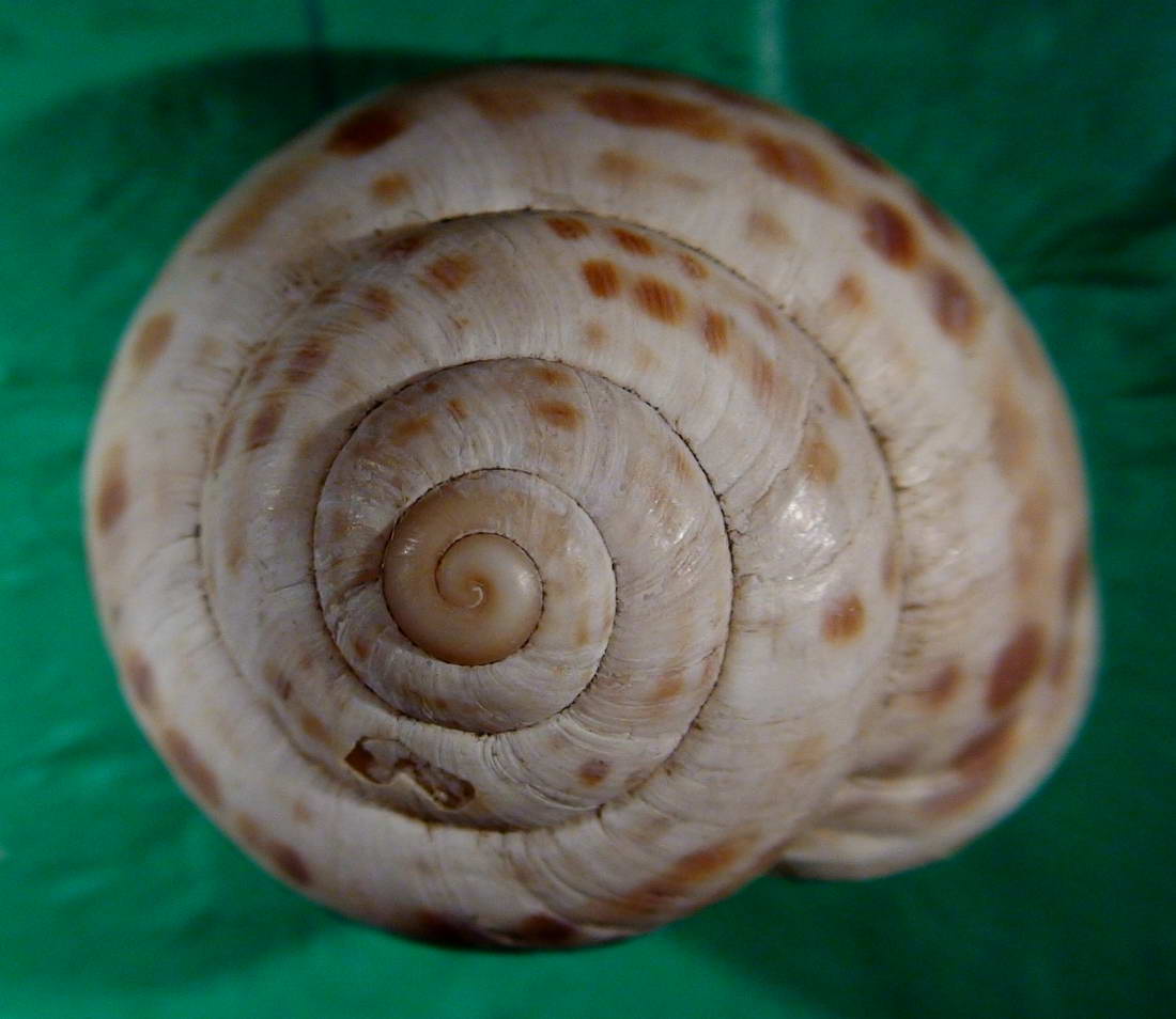 Marmorana (Ambigua) signata (Frussac, 1821)